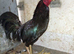 Brazilian game cock