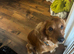 Teddy - 18 month old Cocker Spaniel