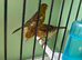 Canary for sale