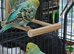 Pair of young cocks