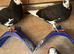 Pigeons for sale