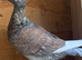 Beautiful coloured Rubella racing pigeon Bred in 2026 has RPRA ring