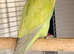 Males, females and pairs of Lovebirds