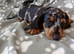 Mini dachshund