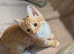 Gorgeous ginger and white boy kitten