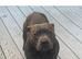 Blue Staffordshire Bull Terrier