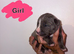 Cane Corso puppies