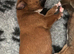 Champion breed boxer puppies