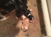 Outstanding male tricolour pup from health tested kc parents
