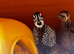 Mearns quail pair