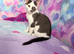 7 months old kitten