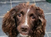 English Springer Spaniel Puppies