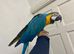 Young silly tame blue and gold macaw