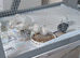 TINY BUTTON QUAILS 1 x male and 4 x females &pound;45 the group of 5 birds all over 7 weeks old birds