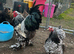 Silver/gold laced Brahma hatching eggs