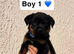Rottweiler Puppys