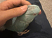 Tame female ringneck