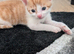 Beautiful ginger kittens