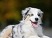 Miniature American Shepherds