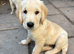 Beautiful 12 week old puppies for sale
