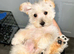 Reduced last Westiepoo Boy