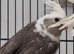 Cockatiels for sale.
