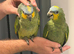 Handreard orange -winged Amazon for sale or px