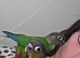 Hand-reared green cheek conure