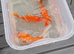 Gold fish