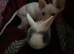 One female kitten for sale