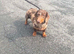 Dapple miniature girl 4 years old