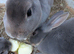 Mini rex