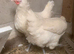 Purebred La Bresse Gauloise Laying hens