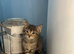 Rag doll kitten girl