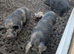 Kune kunes