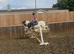 Cob gelding