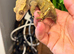 Proven Female Olive Harlequin Partial Pinstripe Crested Gecko - Frogbutt