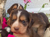 Cocker spaniel puppies