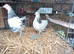 A Lovely pair of Bantam Light Sussex 3 months oldS pair