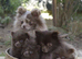 Pomeranian puppy