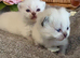 BEAUTIFUL PURE BRED BSH TEDDY BEARS RARE SEAL LYNX