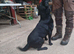 Trained labrador