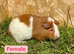 Females and male guinea pigs
