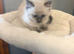 blue face ragdoll kittens pure breed)