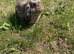AGOUTI rabbit