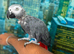 African Grey Taned and Talking