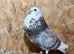 *Incredible* Spanish Ladino/horseman Pouters Pigeons for sale