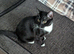 Maine coon tuxedo male kitten