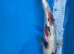 42cm Sanke - Pond closure due to upcoming house move