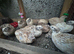 Italian Coturnix Quail hatching eggs
